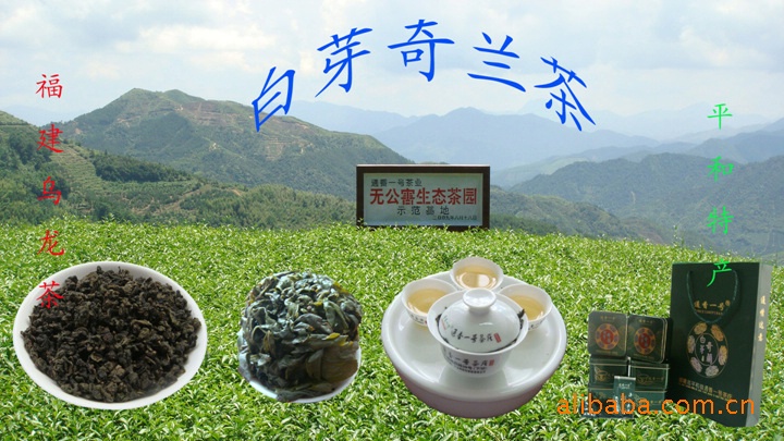 通香一号白芽奇兰茶兰香型【招牌茶】TJ005