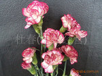 鲜花切花花卉鲜花批发鲜切花批发单头康乃馨紫色(图)