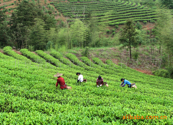 【大量供应 <em>特级</em>漳平水仙茶 乌龙茶】 - 生意地