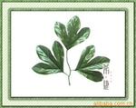 供应丝网花材料,大手掌牡丹叶