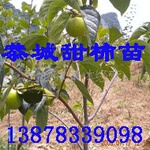 ��Ӧ����������