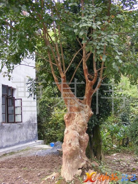 大树紫薇 紫薇古桩盆景 紫薇盆景盆栽 绿化苗木