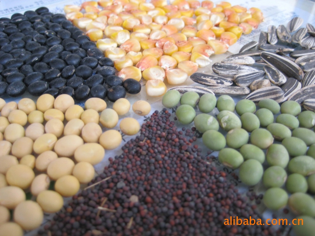 【高蛋白大黄豆】价格,厂家,图片,豆类作物,河北