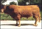供应精品肉牛鲁西黄牛肉牛犊养殖技术