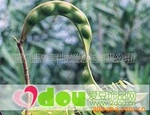 ������Ʒ,�춹,��˼�춹,��˼��,���춹