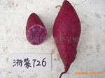 供浙紫726种薯