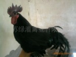 草鸡绿壳蛋鸡公鸡苗
