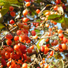 供应山茱萸提取物植物提取物比例10:1西安(图)