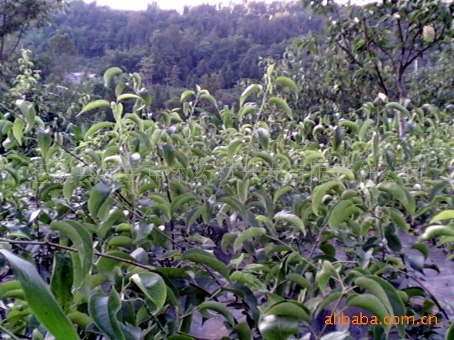 v黄梨优质黄梨黄梨圆种苗苗,四川圆文具果树、精美种苗饰品图片