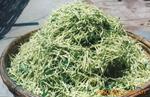 金银花 植物原药材