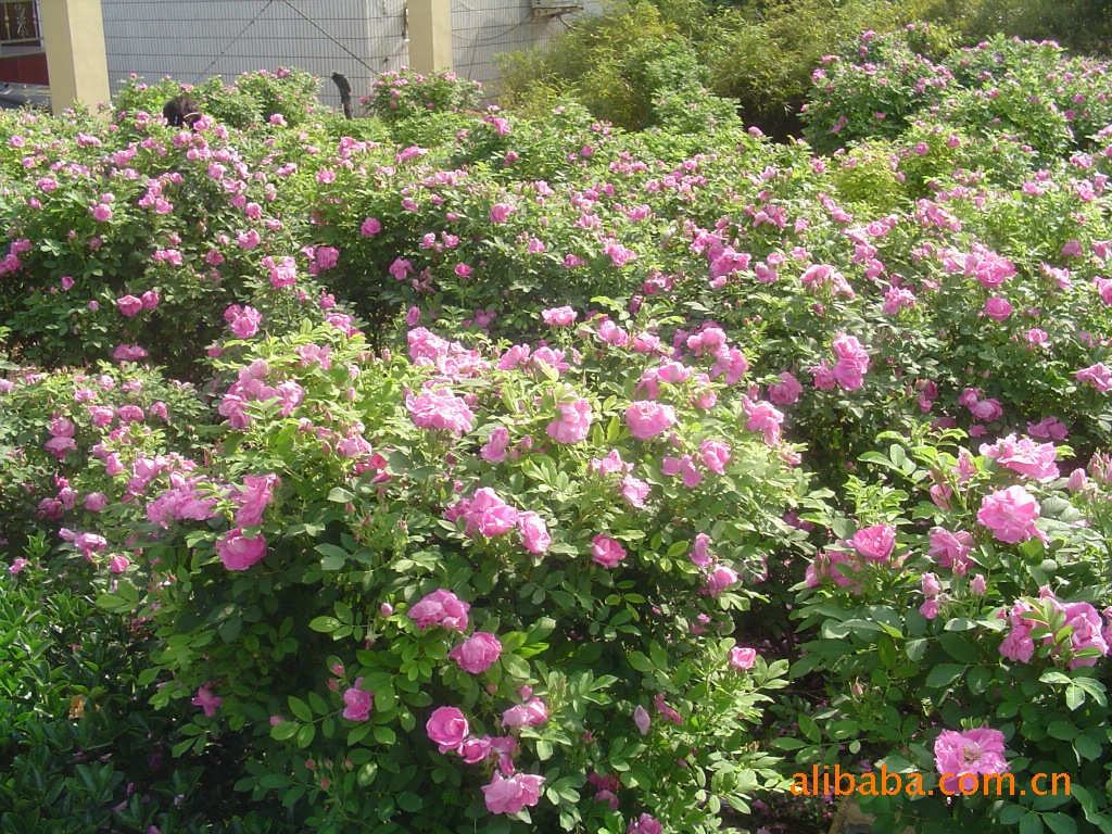 批发采购植物香料-纯精油批发采购-植物香料尽