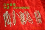 金叶榆嫁接条 接穗 金叶垂榆接穗 黄金榆接穗