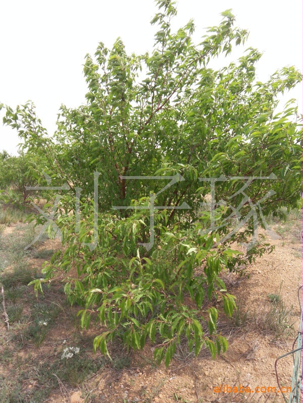 ... : 其它 > 热点新闻 > 5公分_5公分桂花树_5公分香樟树
