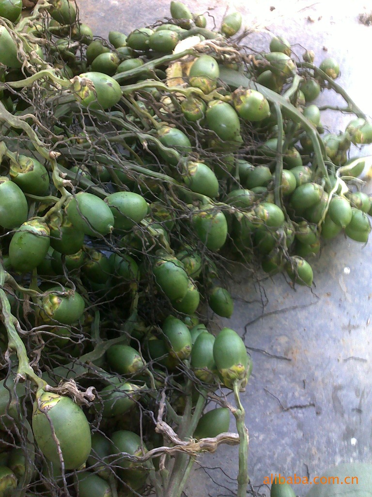 青果槟榔·大量海南新鲜槟榔-价格及生产销售