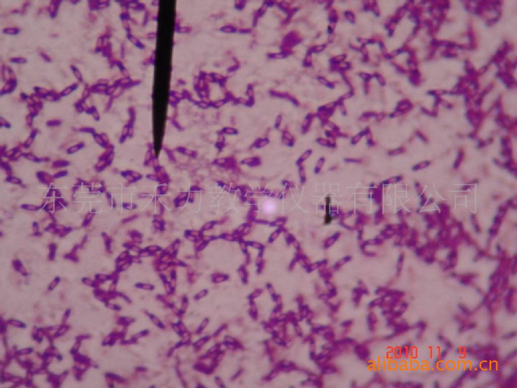 微生物学类白色念珠菌涂片 显微玻片标本 微生物标本