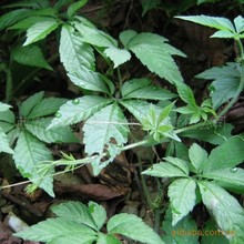 紫草肿瘤紫草根_西安优质提取物_图多糖提取物_厂家批发_采购价格 - 阿里巴巴