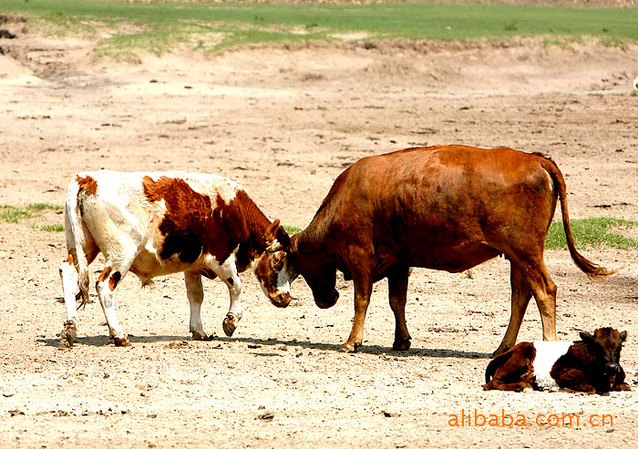 散养牛 肉用牛-牛价格及生产销售厂家-青岛汇康