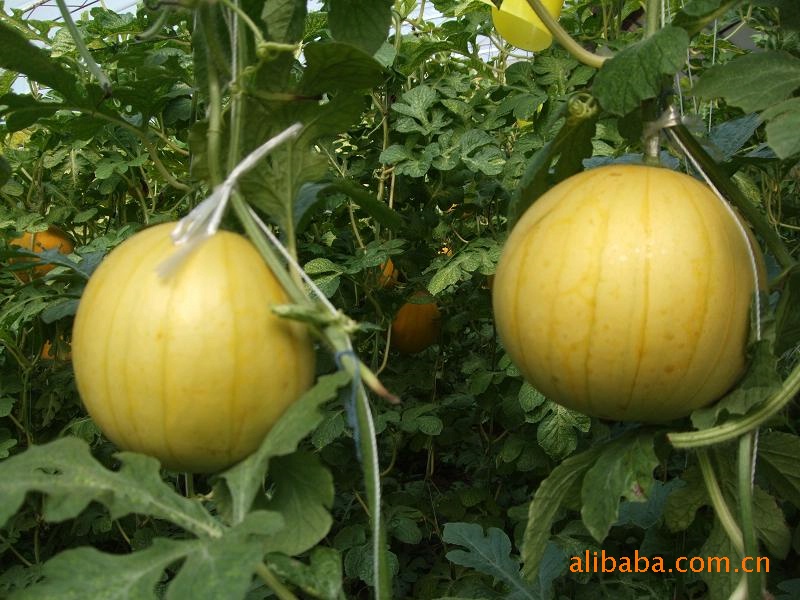【有机西瓜黄晶一号 黄皮红瓢 甜度高 架式栽培