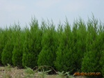 供应蜀桧高30cm-3米齐全绿化苗木