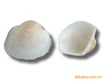 贝壳 海螺贝壳 贝壳工艺 海螺贝壳工艺 贝壳供应