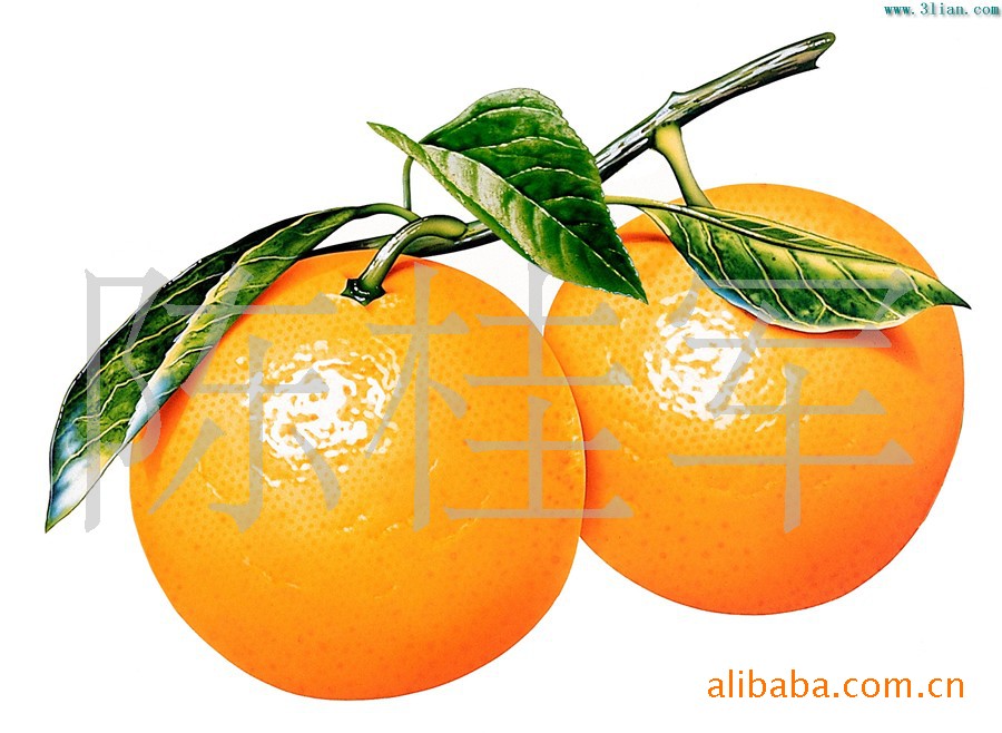 湖南石门 柑橘 椪柑 橙子 柚-柑桔、橙、柚价格