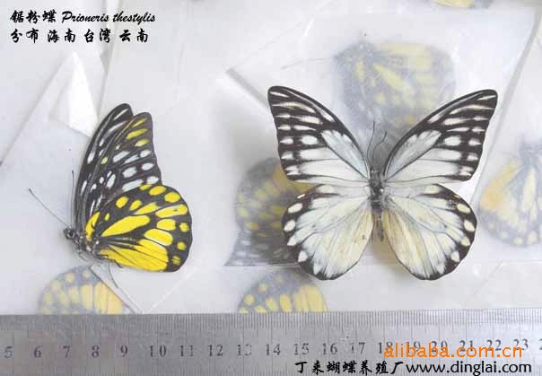 供应天然蝴蝶标本昆虫标本工艺品家具饰品 阿里巴巴
