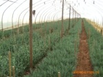 销售各种鲜切花以及各种鲜切花种苗