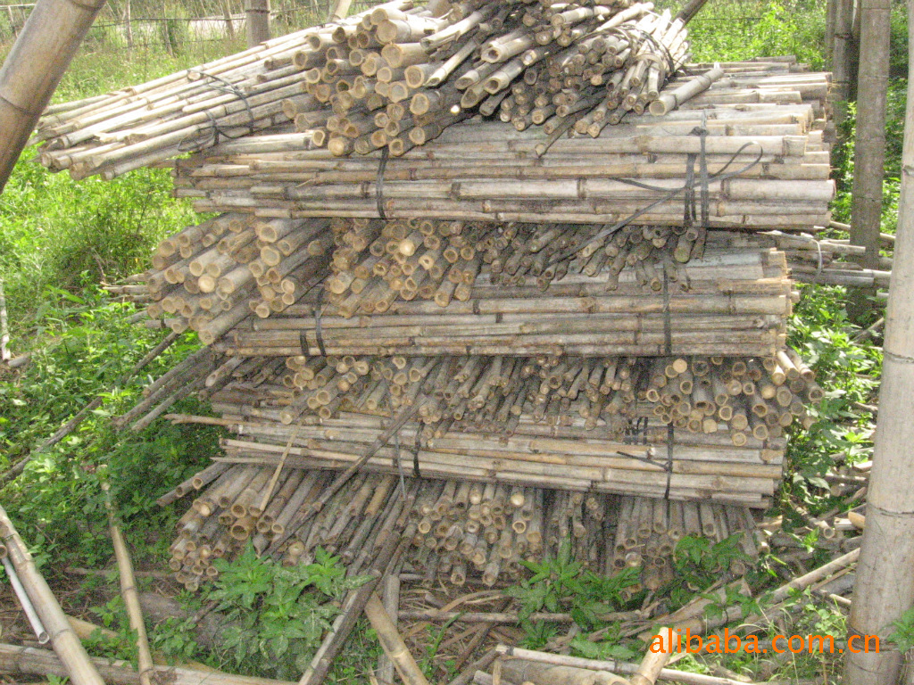 大量供应各种规格的扫帚柄竹图片,大量供应各