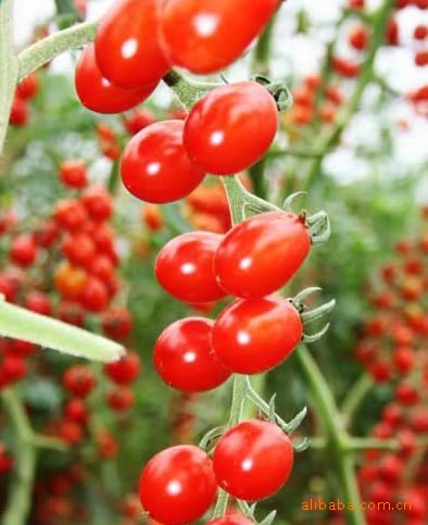 圣女果 新鲜 小金果 爱情之果-瓜果类价格及生