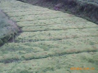【大量销售高原水苔】价格,批发,供应商厂家 - 贵州省