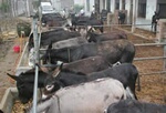肉驴养殖专家大地牧业,50头肉驴养殖窍门,肉驴养殖
