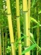 毛竹、竹杆、竹片、竹篱笆、早园竹