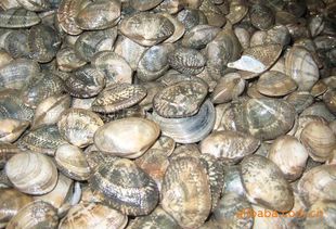 贝类-供应 优质蛤蜊 原产地批发价 福建宁德批