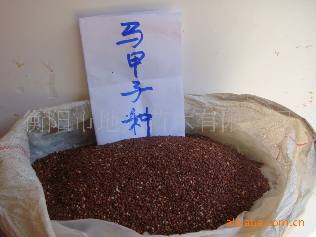 【供应篱笆用苗木---<em>马甲子苗</em>】价格,厂家,图片