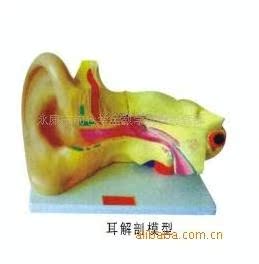 其外缘连结着基底膜,在基底上方有一斜行的前庭膜,因此,耳蜗被分成三