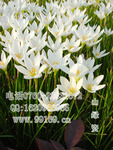 供应葱兰(葱莲、玉帘、白花菖蒲莲)(图)葱兰苗价格 地被植物