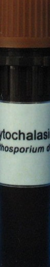 Cytochalasin,B,細胞鬆弛素B