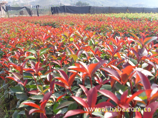 大量批发 红叶石楠 桂花 桂花树 桂花苗 四季桂花苗 籽播苗