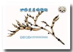 供应莲藕种——巨无霸(原种)