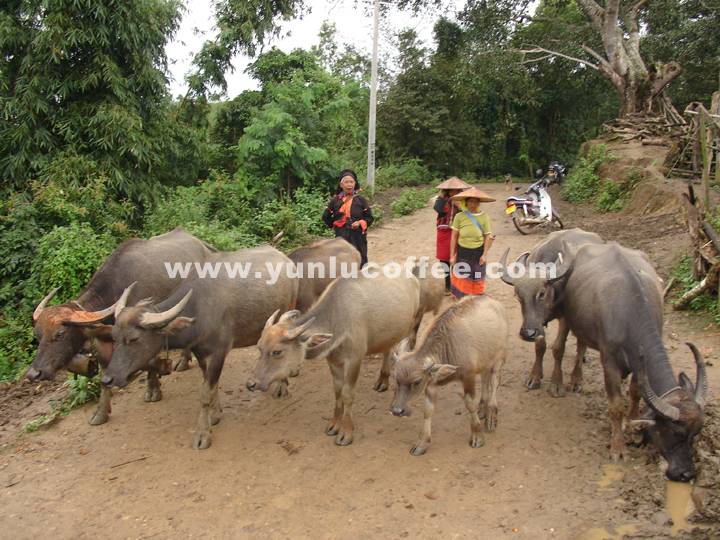 所有图片均系云潞咖啡原创作品，请勿抄袭盗用 