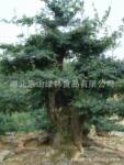 成型对节白蜡盆景120盆 清园价:200万 另赠送小盆景100盆