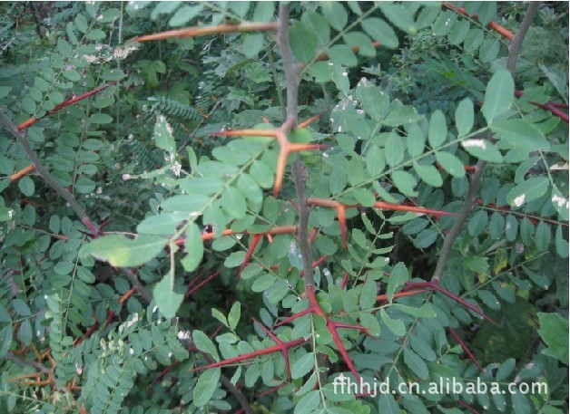 批发带刺植物树种子:铁篱笆植物种子:银合欢种子,皂角