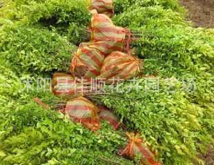 绿化小苗<em>金叶女贞</em>小苗 <em>金叶女贞</em>苗木基地 小叶
