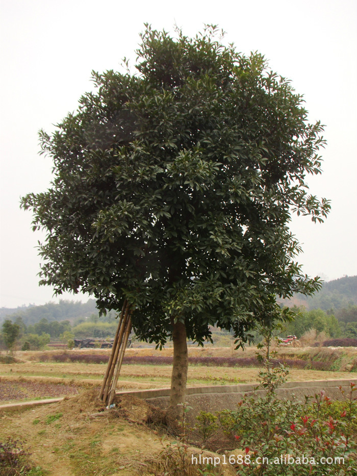 【供应造型优美绿化工程乔木毛杨梅】