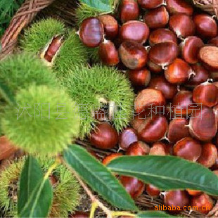 果树-出售园林绿化果树苗板栗品种大红袍板栗