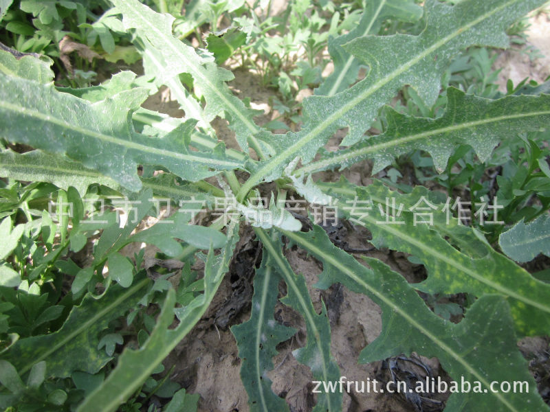 苦苦菜 苦麻菜【能治病的菜】 野生菜类 苦菜 宁夏蔬菜图片_2