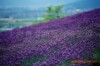 薰衣草精油,可消除疲劳、松驰神经、帮助睡眠、提供OEM代工批发