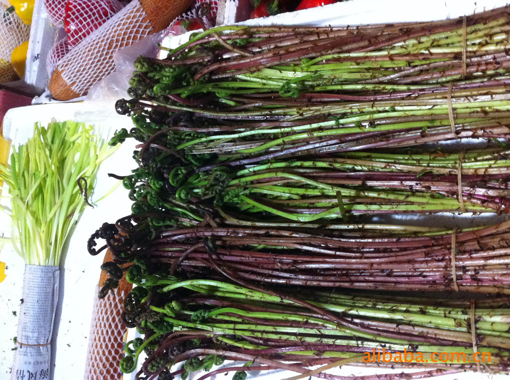 蕨菜,刺嫩芽,柳蒿芽,黄瓜香,鲜蕨菜,蕨菜