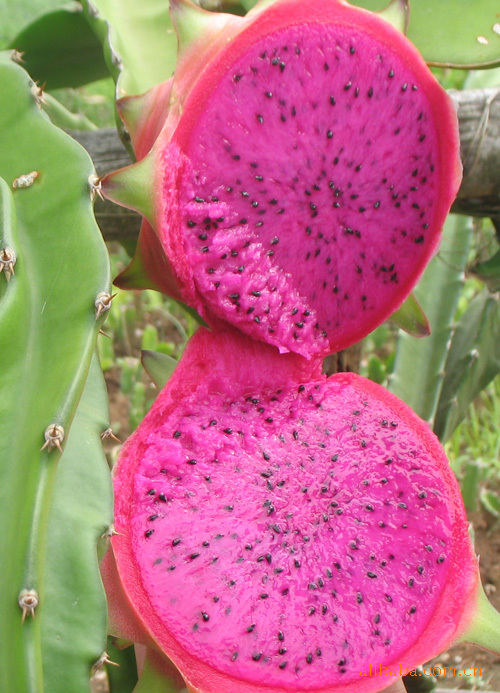 果树-批发 白肉红肉火龙果苗 南方品种果树苗木