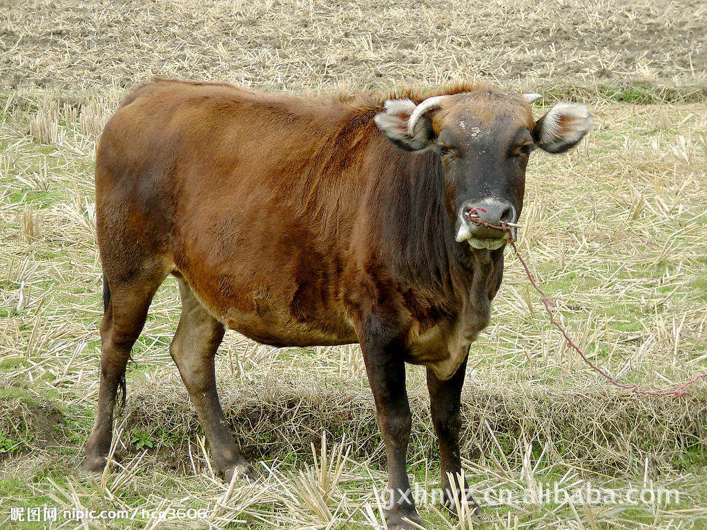 純天然養殖基地優育黃牛、純種黃牛
